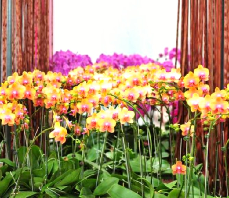 臺灣蘭花生物科技園區